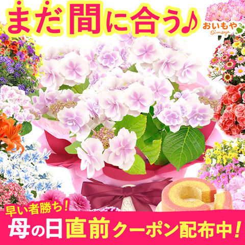 ＼まだ間に合う！今だけ直前クーポン／ 母の日 プレゼント 花 鉢植え こんぺいとう【ピンク】 スイーツセット hanaD ◆母の日◆ hahanohi202504 ※こちらの商品は母の日期間5月5日～11日に配送※ご指定不可